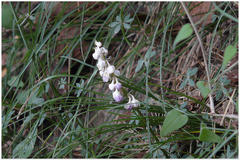 Ophiopogon intermedius
